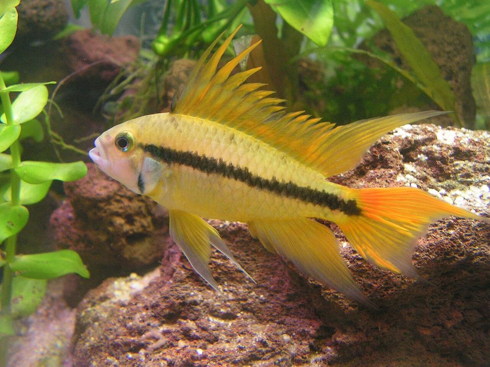 Apistogramma cacatuoides (Apistogramma cacatuoides)