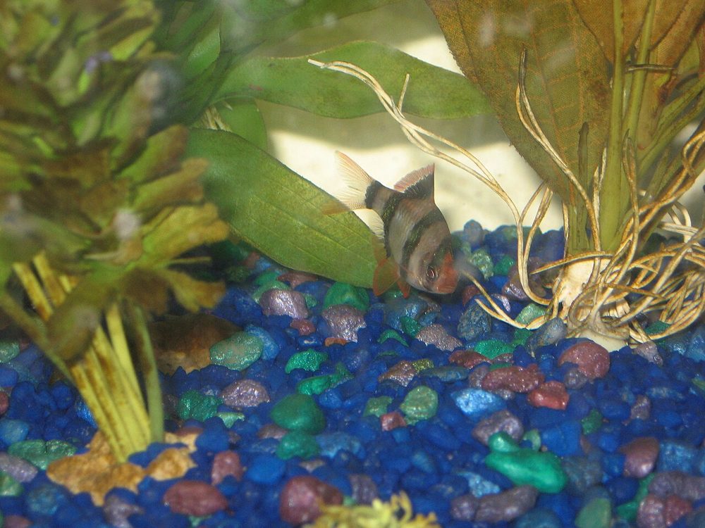Barbus de Sumatra (Puntigrus tetrazona)