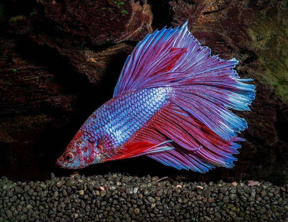 Combattant (Betta) (Betta splendens)