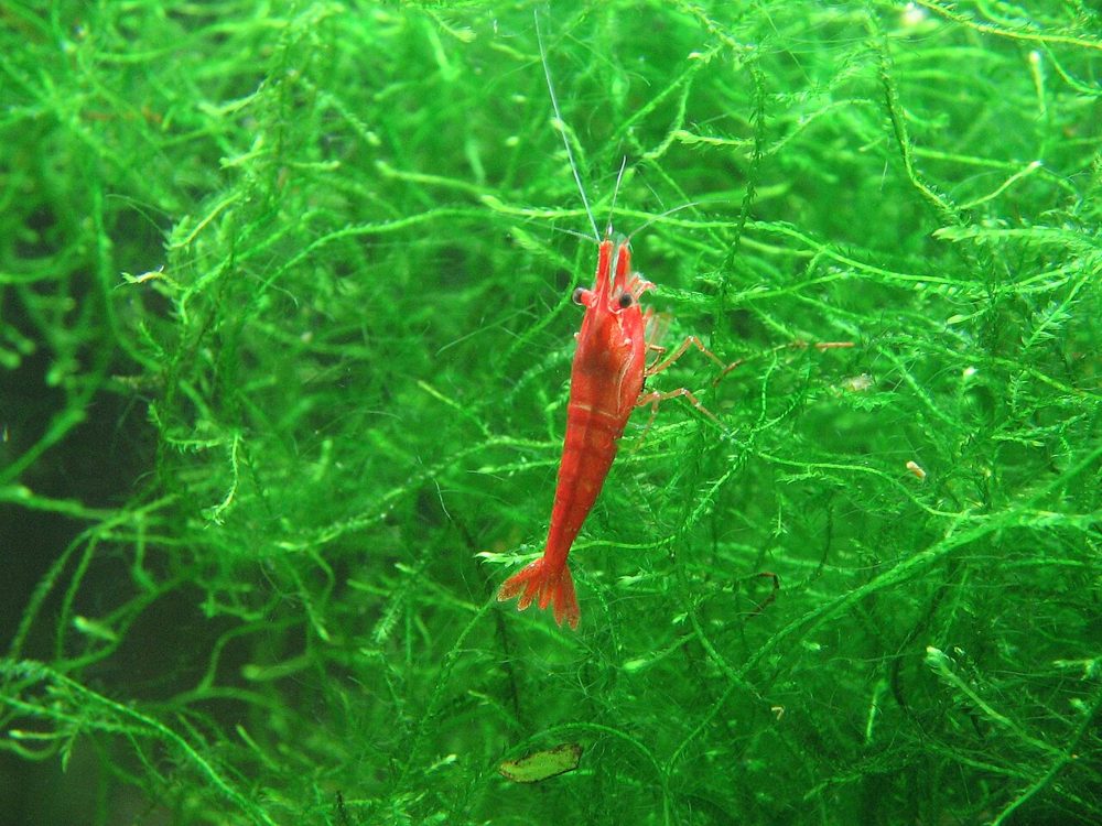 Crevette Red Cherry (Neocaridina davidi)