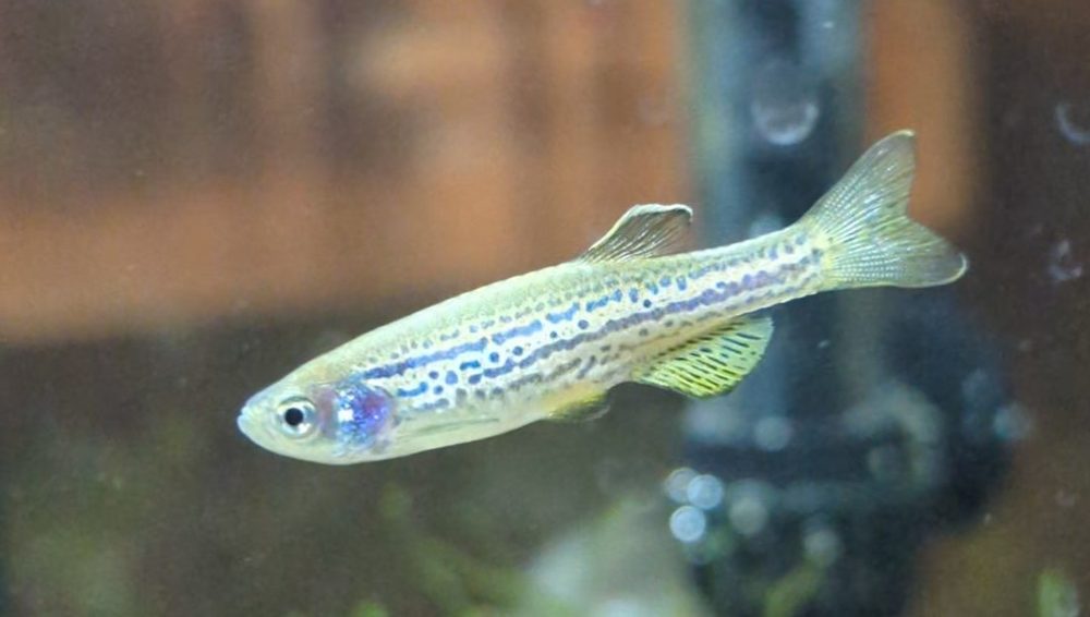 Danio rerio (poisson zèbre) (Danio rerio)