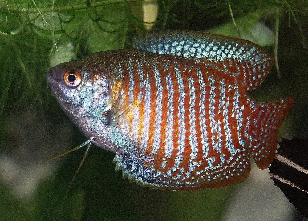 Gourami nain (Trichogaster lalius)