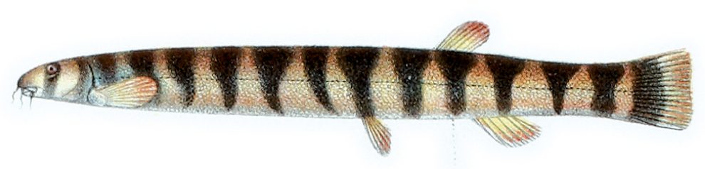 Loche kuhli (Pangio kuhlii)