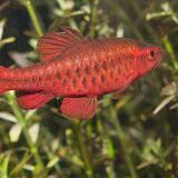 Barbus cerise