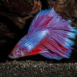 Combattant (Betta)