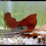 Corydoras pygmée