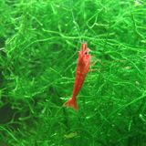 Crevette Red Cherry