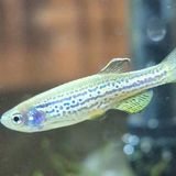 Danio rerio (poisson zèbre)