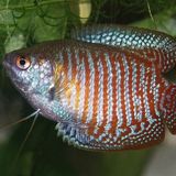Gourami nain