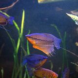 Gourami perlé