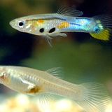 Guppy