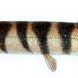 Loche kuhli