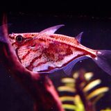 Poisson hachette marbré