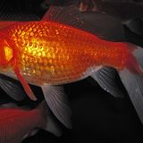 Poisson rouge