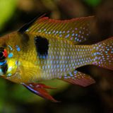 Ramirezi