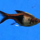 Rasbora arlequin