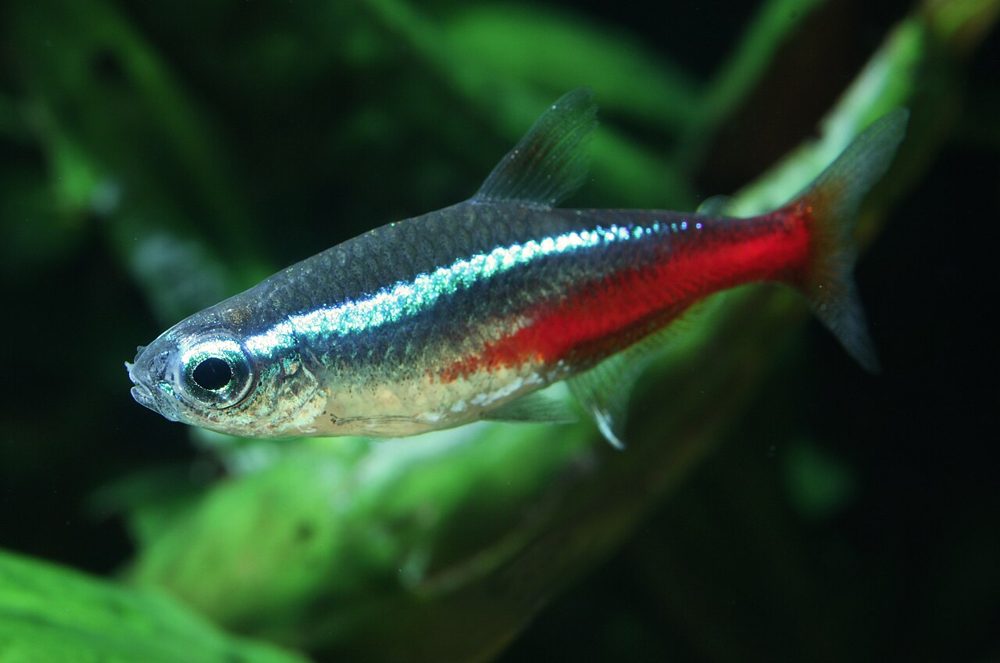 Néon bleu (Paracheirodon innesi)