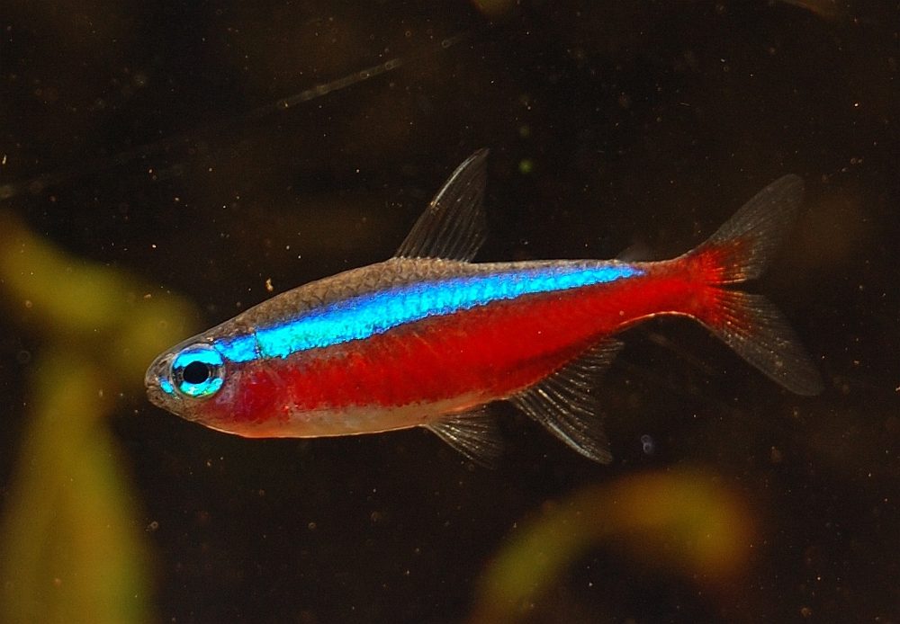 Néon cardinalis (Paracheirodon axelrodi)