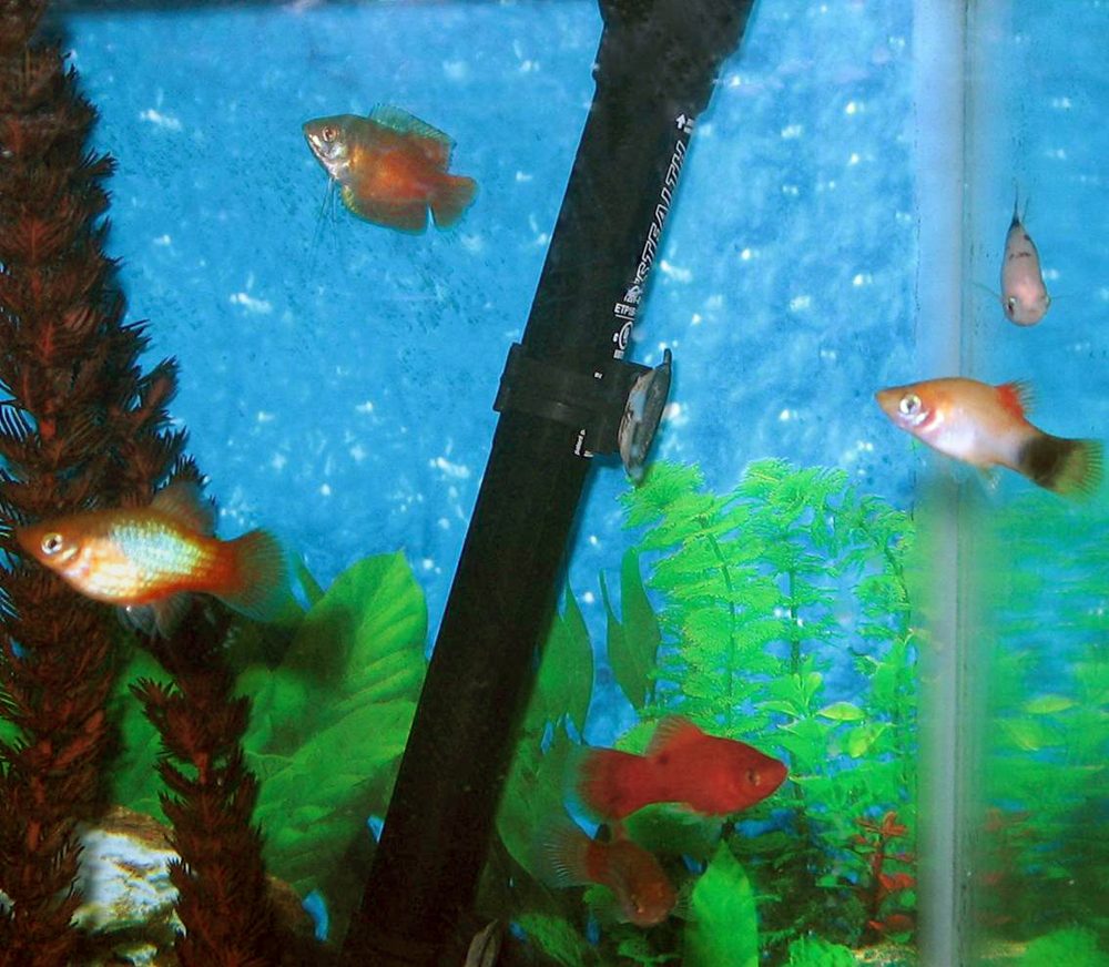 Platy (Xiphophorus maculatus)