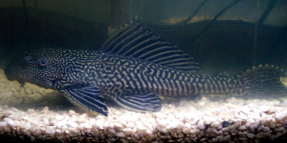 Pléco commun (Pterygoplichthys pardalis)