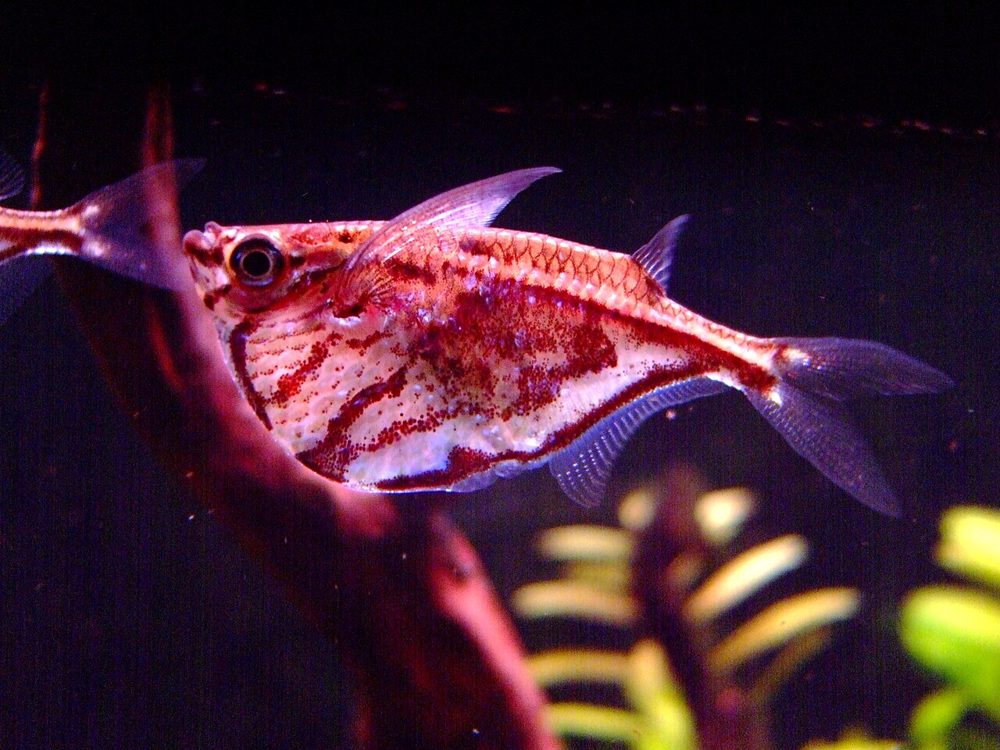 Poisson hachette marbré (Carnegiella strigata)
