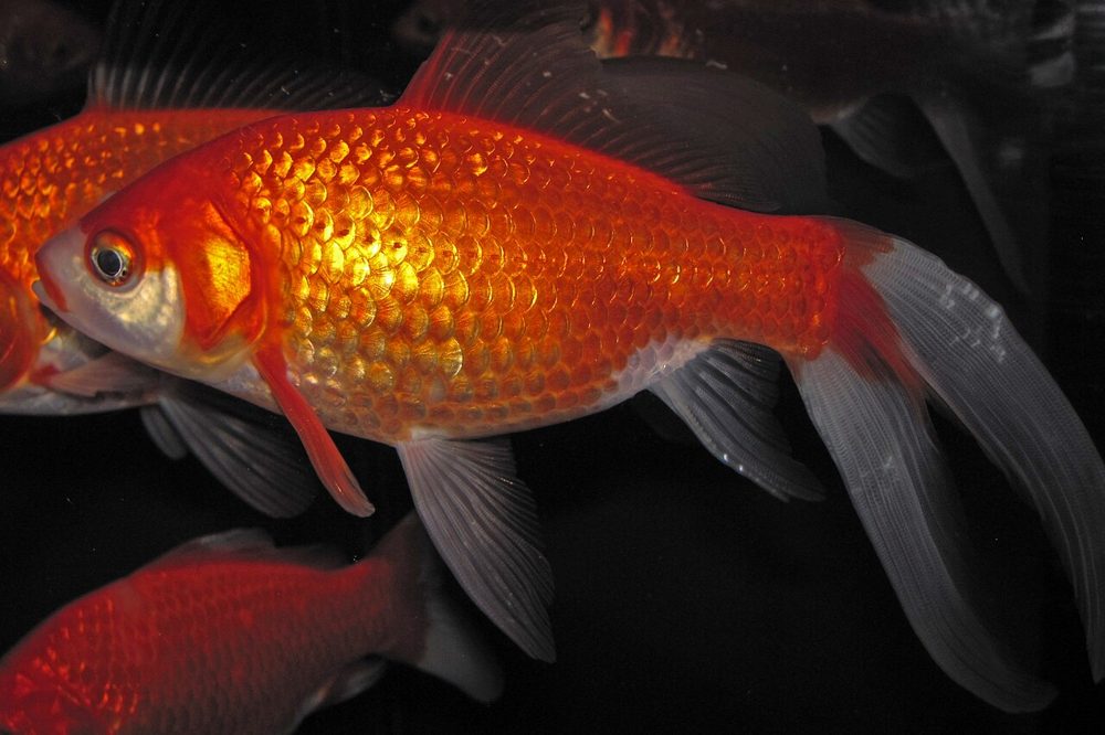 Poisson rouge (Carassius auratus)