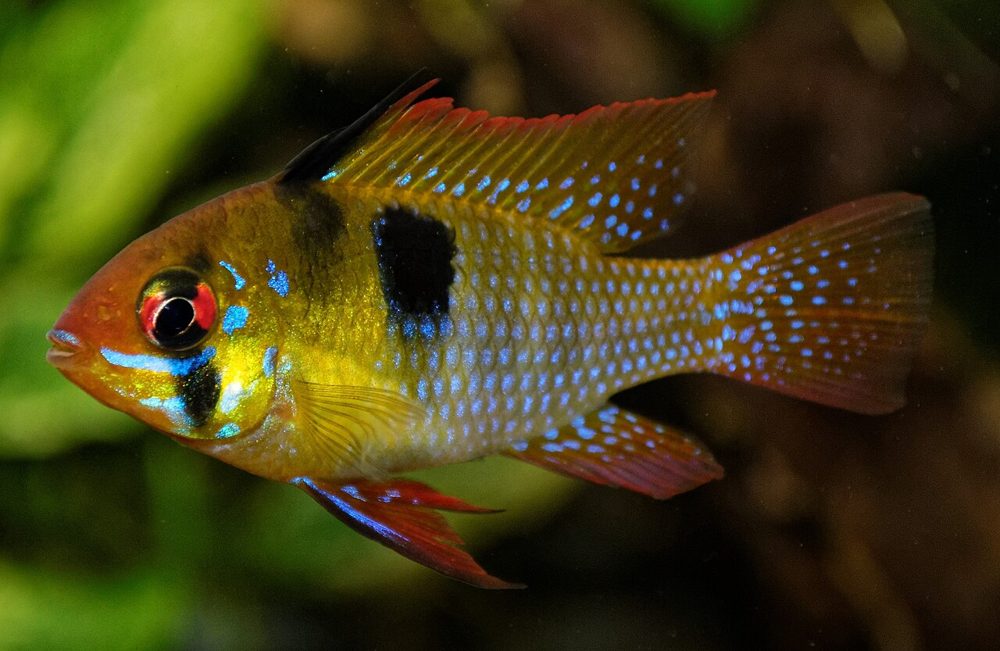 Ramirezi (Mikrogeophagus ramirezi)
