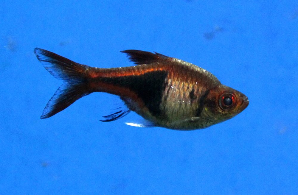 Rasbora arlequin (Trigonostigma heteromorpha)