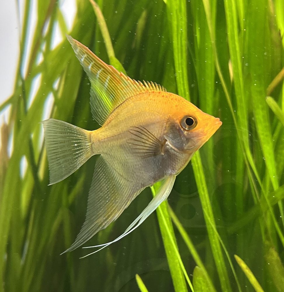 Scalaire (Pterophyllum scalare)
